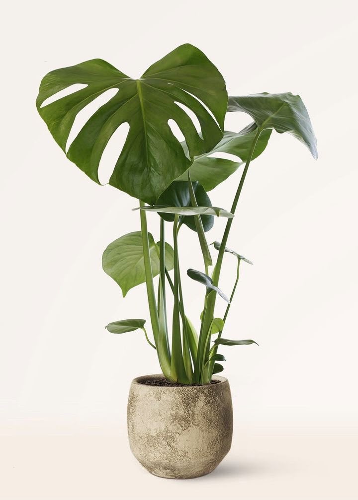 Planta